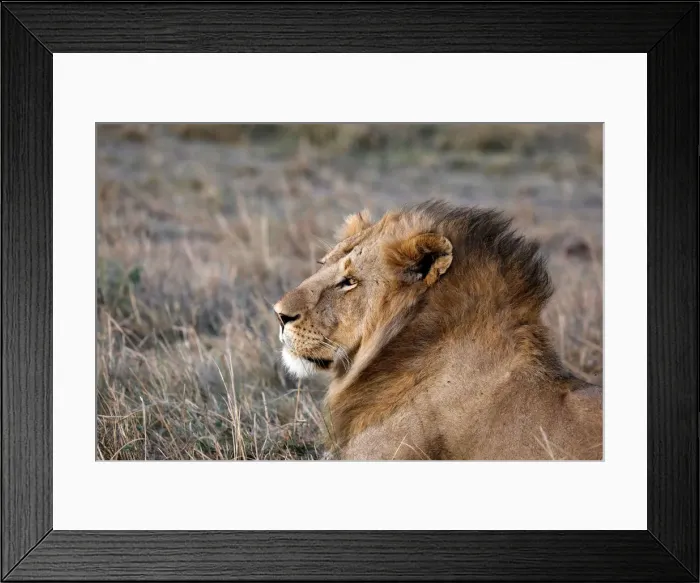 Framed Print : A male lion is seen in the Msai Mara National Reserve Framed Print : A male lion is seen in the Msai Mara National Reserve