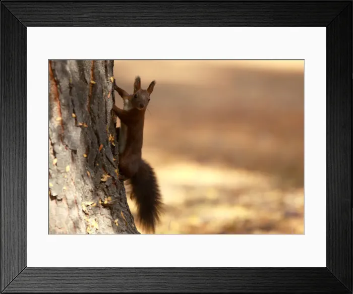 Framed Print : A squirrel plays at a city park during an unusually warm October day in Skopje