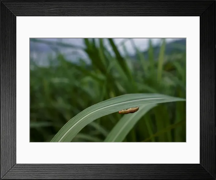 Framed Print : An armyworm, which usually comes out at night, is seen on sugar cane crop around dusk Framed Print : An armyworm, which usually comes out at night, is seen on sugar cane crop around dusk