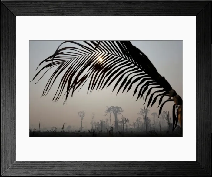 Framed Print : A burning tract of Amazon jungle is pictured in Porto Velho Framed Print : A burning tract of Amazon jungle is pictured in Porto Velho