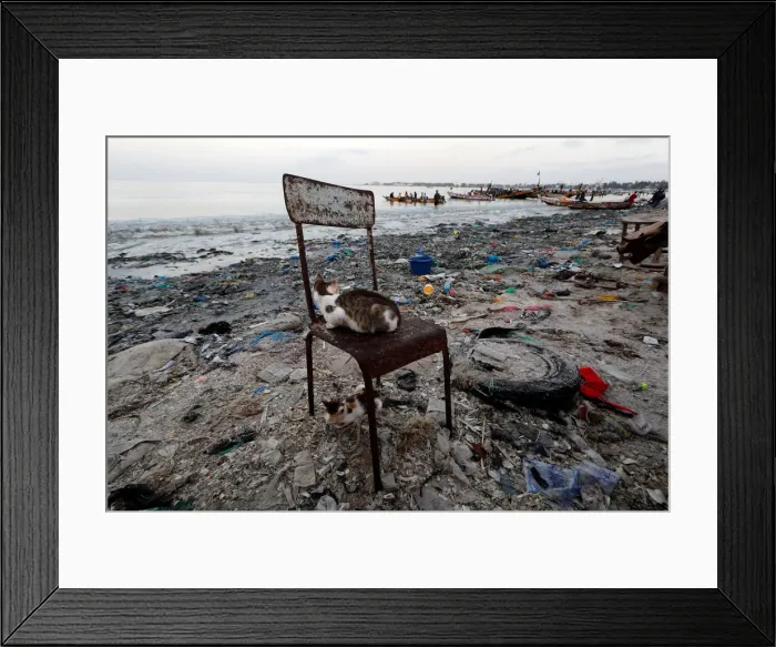 Framed Print : A cat sits on a chair at a fishermen port on the outskirts of Dakar