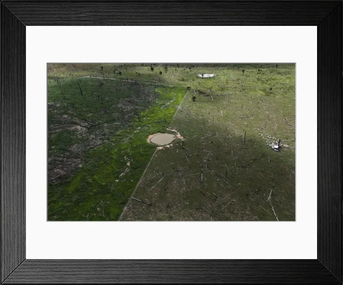 Framed Print : An aerial view of cows gathering in a circle on a plot of deforested Amazon rainforest