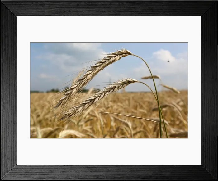 Framed Print : A view shows ears of wheat in a field outside Krasnoyarsk