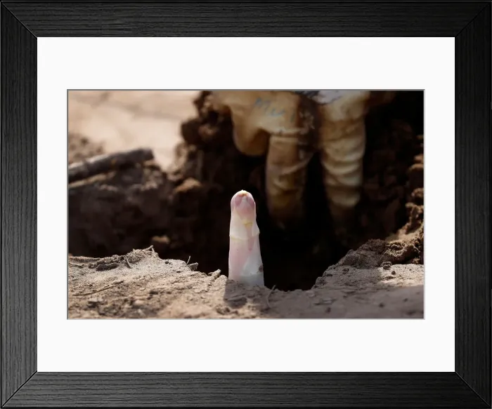 Framed Print : The first asparagus is harvested at the Tannenhof farm of Rolf Meinhardt in Weiterstadt Framed Print : The first asparagus is harvested at the Tannenhof farm of Rolf Meinhardt in Weiterstadt