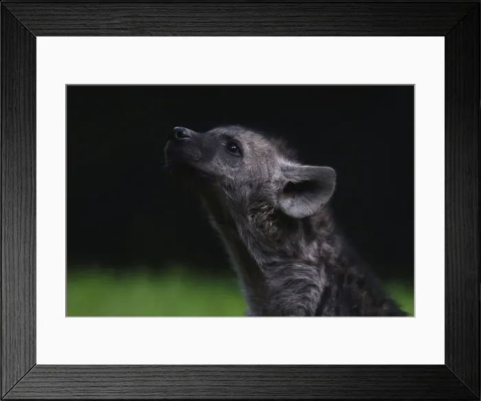Framed Print : A Mexican hyena cub is pictured during a media tour in Chapultepec Zoo in Mexico City Framed Print : A Mexican hyena cub is pictured during a media tour in Chapultepec Zoo in Mexico City