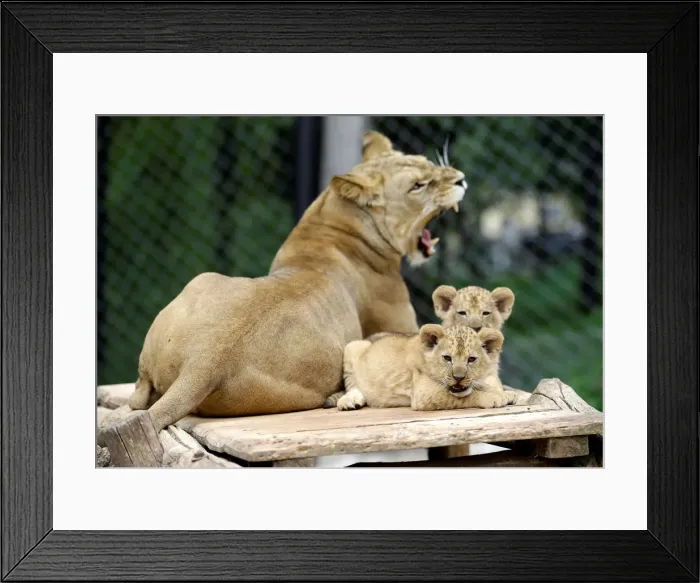 Framed Print : Newly born Barbary lion cubs sit near their mother Khalila inside their enclosure at Dvur Framed Print : Newly born Barbary lion cubs sit near their mother Khalila inside their enclosure at Dvur