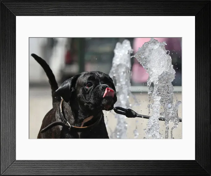 Framed Print : A dog drinks water at a fountain on a hot summer day in Brussels Framed Print : A dog drinks water at a fountain on a hot summer day in Brussels