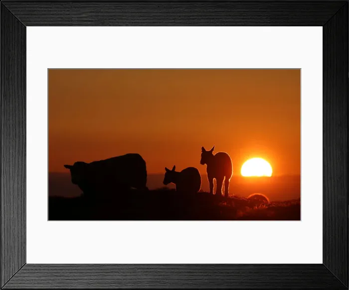 Framed Print : The setting sun illuminates the clouds as sheep graze in a field during the Cloud Framed Print : The setting sun illuminates the clouds as sheep graze in a field during the Cloud
