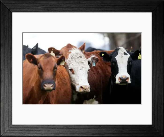 Framed Print : Cows are seen in a farm in Azul, in Buenos Aires
