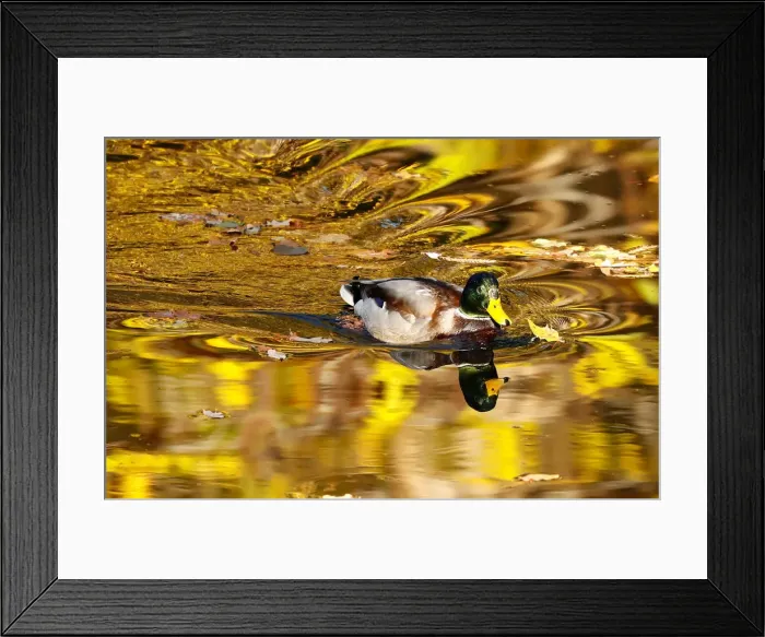 Framed Print : A duck swims at Tiergarten park in Berlin Framed Print : A duck swims at Tiergarten park in Berlin