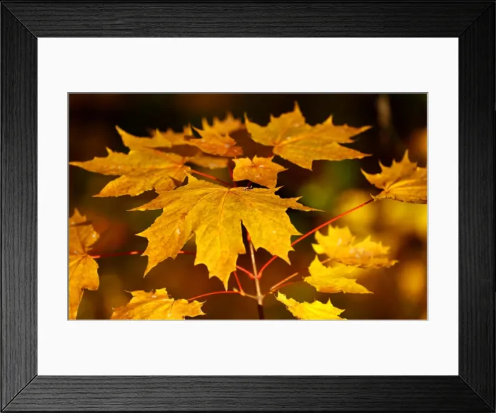 Framed Print : Autumnal leaves are pictured at Tiergarten park in Berlin Framed Print : Autumnal leaves are pictured at Tiergarten park in Berlin