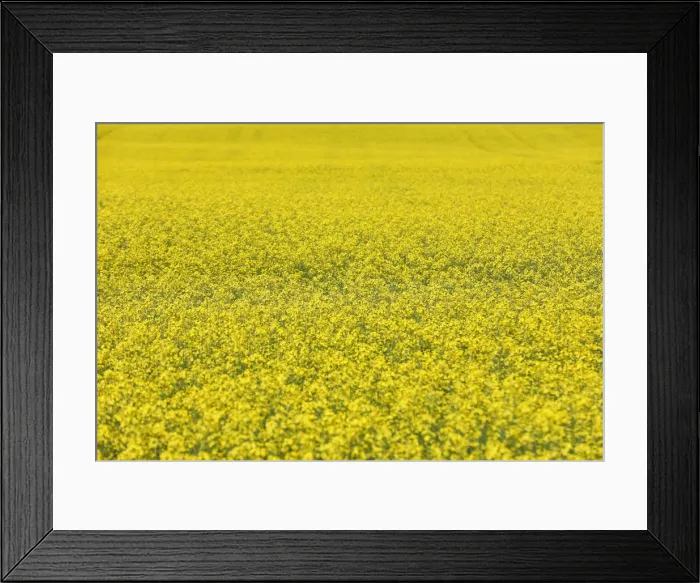 Framed Print : Western Canadian canola fields are seen in full bloom before they will be harvested later Framed Print : Western Canadian canola fields are seen in full bloom before they will be harvested later