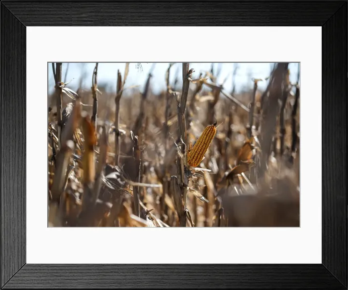 Framed Print : Corn plants are seen in a farm in Lujan, on the outskirts of Buenos Aires Framed Print : Corn plants are seen in a farm in Lujan, on the outskirts of Buenos Aires