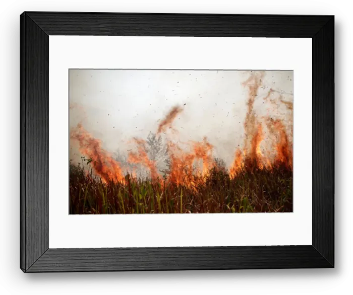 Framed Print : Tract of the Amazon jungle burns as it is cleared by loggers and farmers in Porto Velho Framed Print : Tract of the Amazon jungle burns as it is cleared by loggers and farmers in Porto Velho