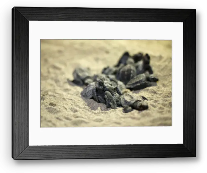 Framed Print : Olive Ridley turtle hatchlings are seen at a beach in Same Framed Print : Olive Ridley turtle hatchlings are seen at a beach in Same