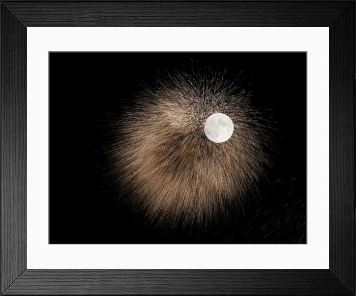 Framed Print : Fireworks explode in front of the full moon during celebrations marking the feast of Framed Print : Fireworks explode in front of the full moon during celebrations marking the feast of