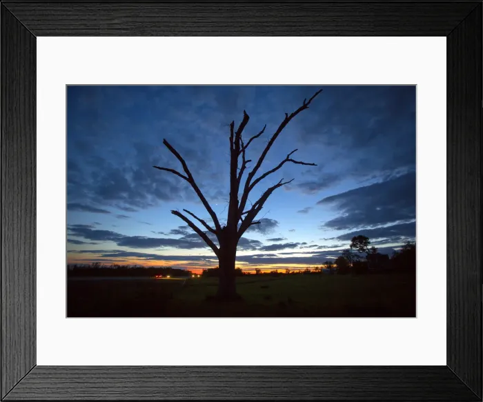 Framed Print : An oak tree that has lost all its leaves and most of its branches from a tornado is Framed Print : An oak tree that has lost all its leaves and most of its branches from a tornado is