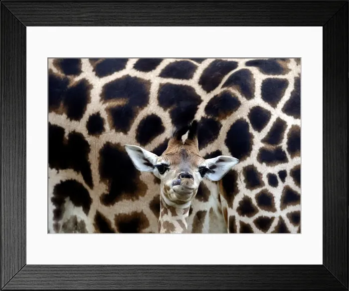 Framed Print : A newly born baby Rothschilds giraffe is seen inside its enclosure in Liberec Framed Print : A newly born baby Rothschilds giraffe is seen inside its enclosure in Liberec