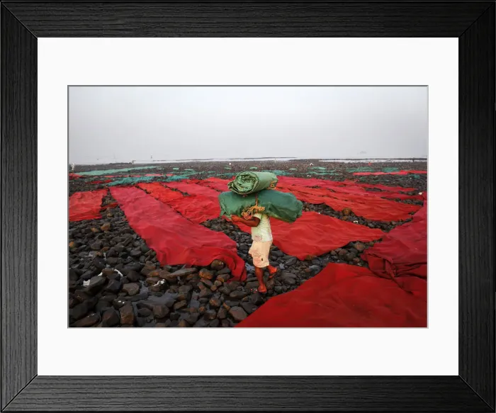 Framed Print : A worker carries carpets used for wedding functions to be washed along the Arabian Sea in Framed Print : A worker carries carpets used for wedding functions to be washed along the Arabian Sea in