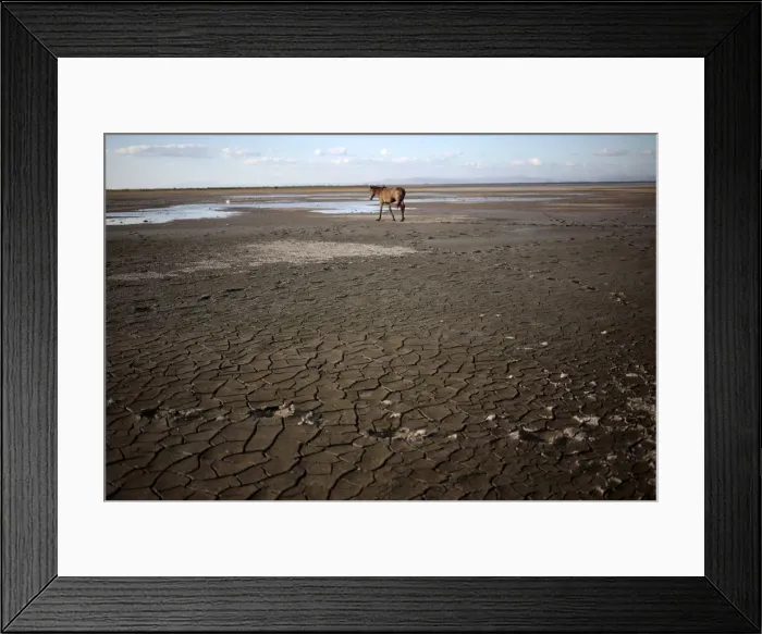 Framed Print : A horse walks at Tisma lagoon, Nicaragua