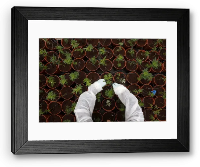 Framed Print : A file picture shows a worker tending to medical cannabis plants at a plantation near