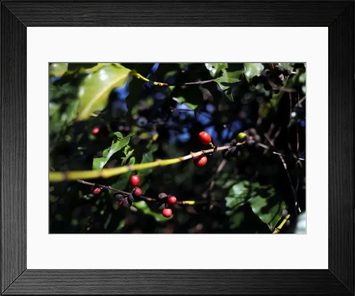 Framed Print : Coffee cherries are seen in a plantation in the town of Sao Joao da Boa Vista Framed Print : Coffee cherries are seen in a plantation in the town of Sao Joao da Boa Vista