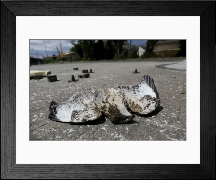 Framed Print : A dead bird of prey lies in the road next to debris following a tornado in Framersheim Framed Print : A dead bird of prey lies in the road next to debris following a tornado in Framersheim