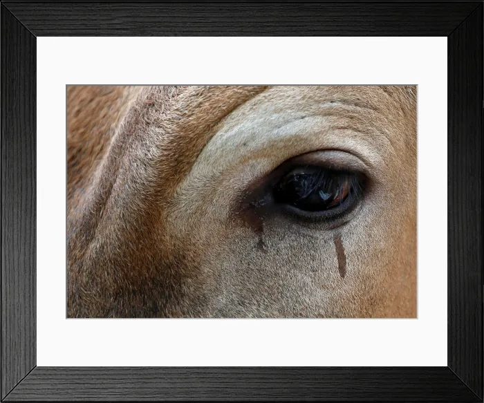 Framed Print : A cow is pictured before being sacrificed for the Muslim holiday of Eid Al-Adha outside a Framed Print : A cow is pictured before being sacrificed for the Muslim holiday of Eid Al-Adha outside a