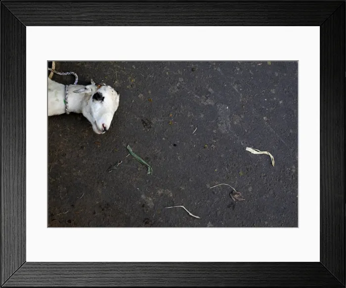 Framed Print : A goat is prepared to be sell ahead of the Eid al-Adha festival in Jakarta