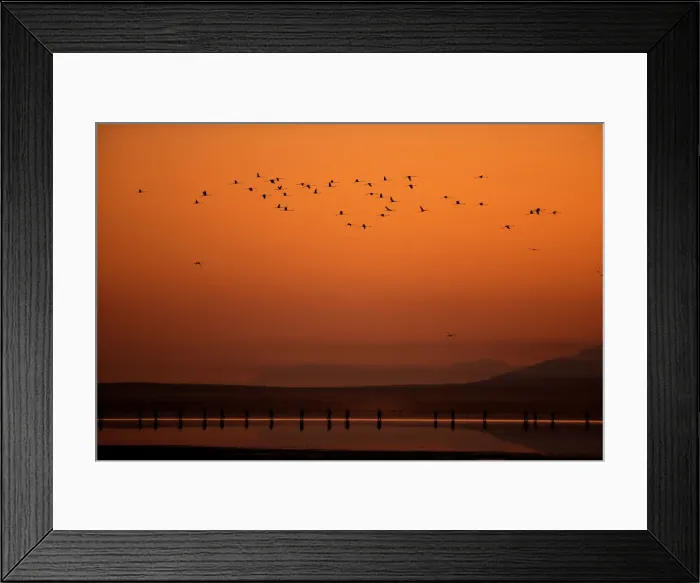 Framed Print : Volunteers wade across the lagoon at dawn to gather flamingo chicks