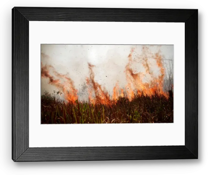 Framed Print : Tract of the Amazon jungle burns as it is cleared by loggers and farmers in Porto Velho Framed Print : Tract of the Amazon jungle burns as it is cleared by loggers and farmers in Porto Velho