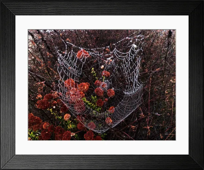 Framed Print : Drops of dew sit on a spider web in the early morning mist in Los Angeles