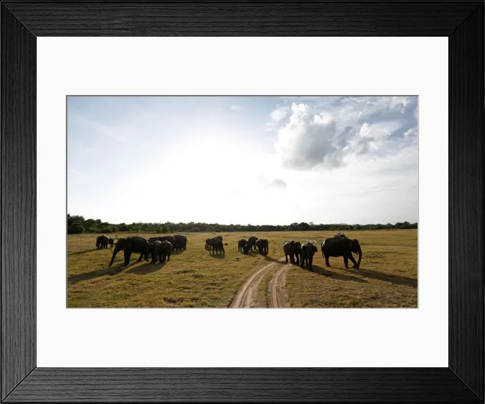 Framed Print : A herd of wild elephants is seen at Kaudulla national park in Habarana Framed Print : A herd of wild elephants is seen at Kaudulla national park in Habarana