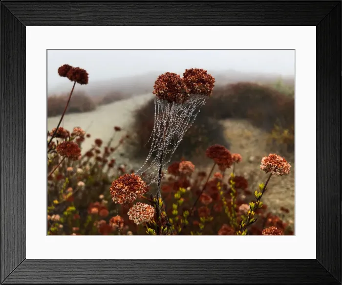 Framed Print : Drops of dew sit on a spider web in the early morning mist in Los Angeles Framed Print : Drops of dew sit on a spider web in the early morning mist in Los Angeles