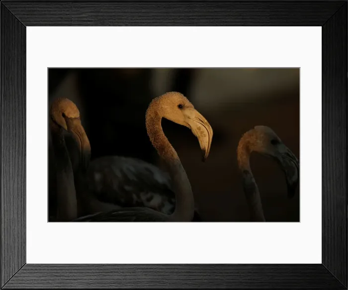 Framed Print : Flamingo chicks are seen in a corral before being tagged at dawn at a lagoon in Framed Print : Flamingo chicks are seen in a corral before being tagged at dawn at a lagoon in