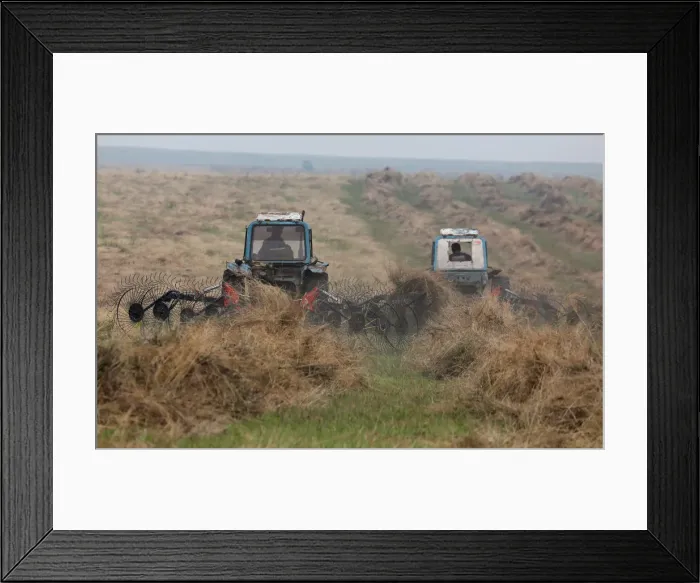 Framed Print : Drivers operate tractors to gather hay in the Republic of Khakassia