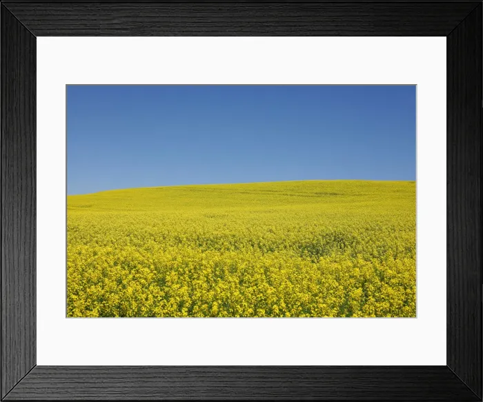 Framed Print : Western Canadian canola fields are seen in full bloom before they will be harvested later Framed Print : Western Canadian canola fields are seen in full bloom before they will be harvested later
