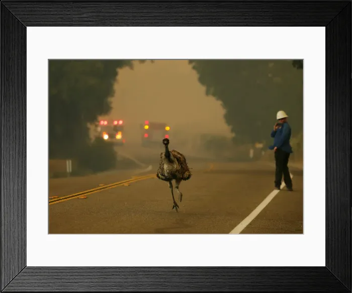 Framed Print : An emu runs to escape an approaching wildfire as it burns near Potrero, California