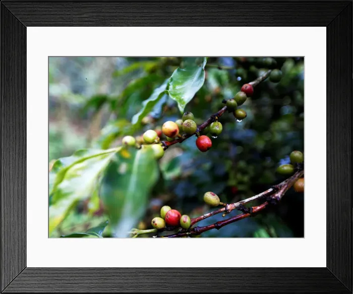 Framed Print : Coffee fruits are seen at a plantation in Pueblorrico Framed Print : Coffee fruits are seen at a plantation in Pueblorrico