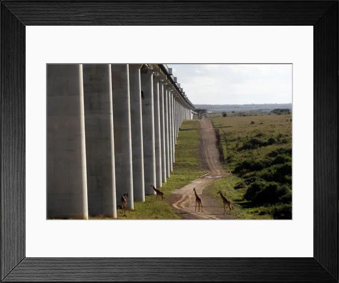 Framed Print : Giraffes walk near the elevated railway line that allows movement of animals below Framed Print : Giraffes walk near the elevated railway line that allows movement of animals below
