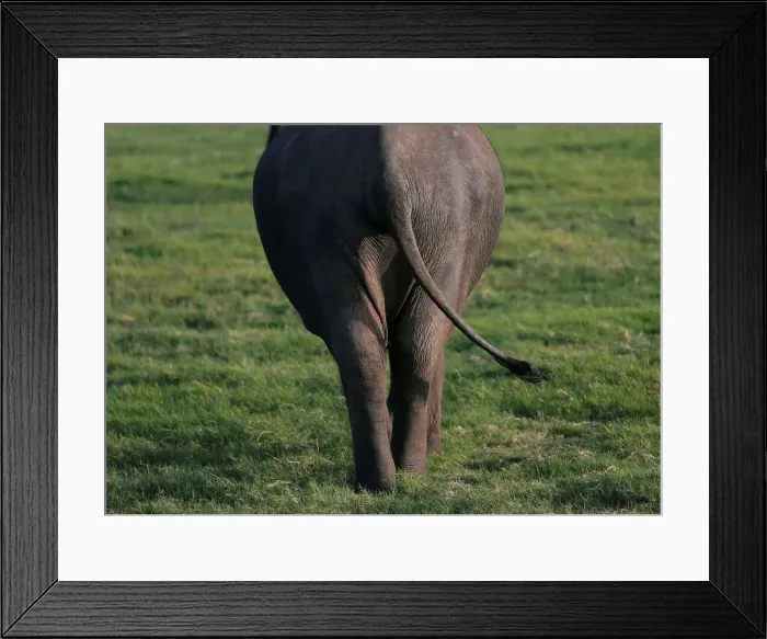 Framed Print : An elephant walks at Kaudulla national park in Habarana