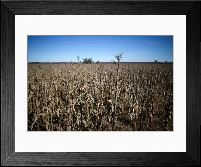 Framed Print : Corn plants are seen in a farm in Lujan, on the outskirts of Buenos Aires Framed Print : Corn plants are seen in a farm in Lujan, on the outskirts of Buenos Aires