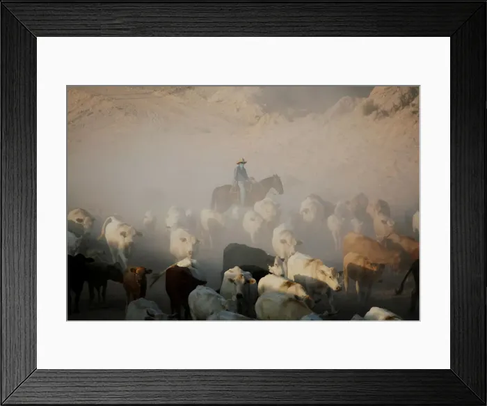 Framed Print : A Cowboy pushes a herd of cattle in the municipality of Guadalupe Framed Print : A Cowboy pushes a herd of cattle in the municipality of Guadalupe