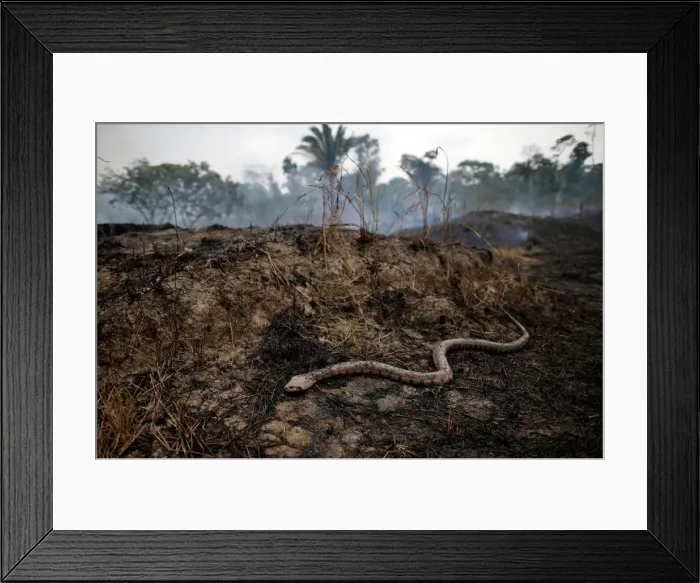 Framed Print : Snake is seen while a tract of Amazon jungle after a fire while as it is being cleared by Framed Print : Snake is seen while a tract of Amazon jungle after a fire while as it is being cleared by