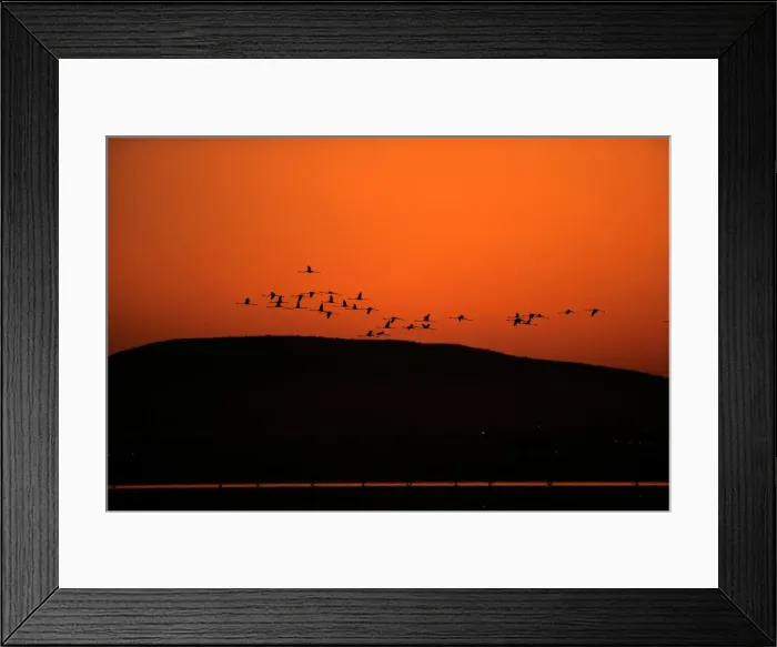 Framed Print : Flamingos fly as volunteers wade across the lagoon at dawn to gather flamingo chicks Framed Print : Flamingos fly as volunteers wade across the lagoon at dawn to gather flamingo chicks