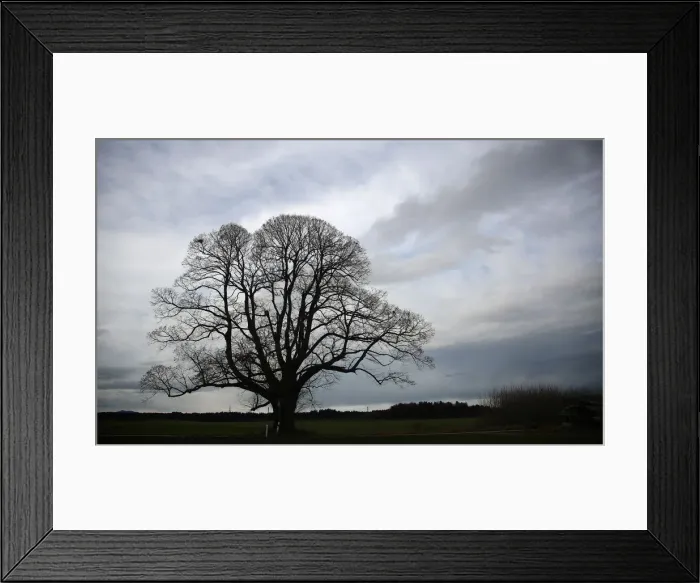 Framed Print : Clouds surround an autumnal tree on a rainy day near Holzkirchen Framed Print : Clouds surround an autumnal tree on a rainy day near Holzkirchen