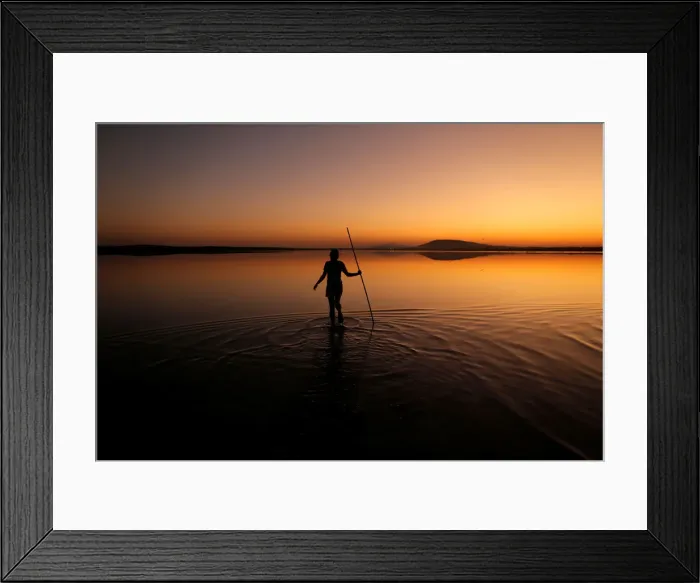 Framed Print : A volunteer wades across the lagoon at dawn to gather flamingo chicks Framed Print : A volunteer wades across the lagoon at dawn to gather flamingo chicks