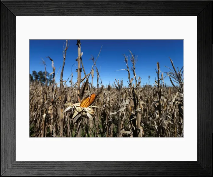 Framed Print : Corn plants are seen in a farm in Lujan, on the outskirts of Buenos Aires Framed Print : Corn plants are seen in a farm in Lujan, on the outskirts of Buenos Aires
