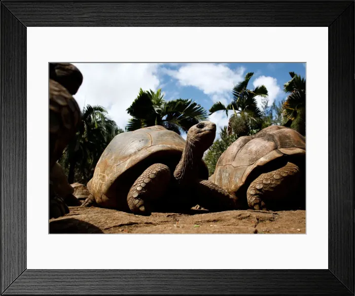Framed Print : An Aldabra giant tortoise looks at visitors at the La Vanille Nature Park in Riviere des Framed Print : An Aldabra giant tortoise looks at visitors at the La Vanille Nature Park in Riviere des