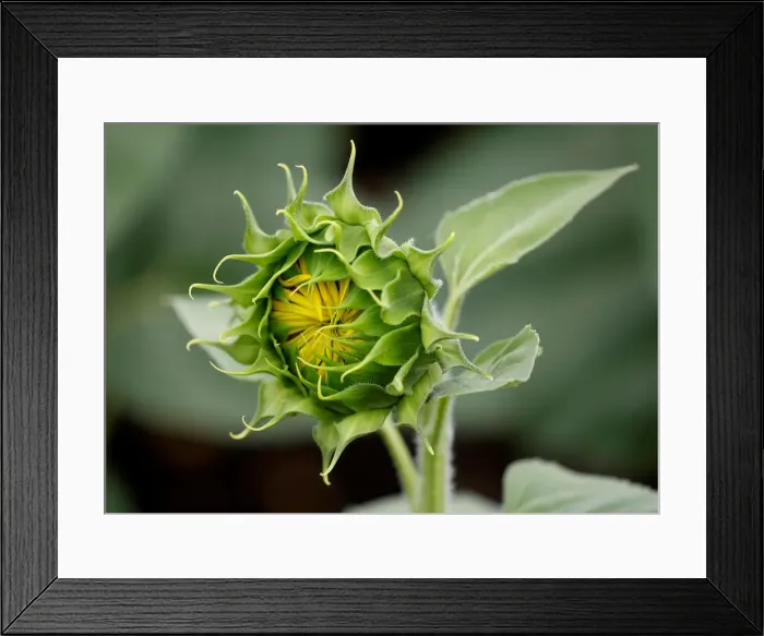 Framed Print : A sunflower is pictured in a field near Frauenkirchen in Austria Framed Print : A sunflower is pictured in a field near Frauenkirchen in Austria
